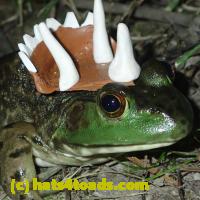 /home//u458753944/public_html/sourcegallery//Frogs/More bullfrogs/P7010212.JPG